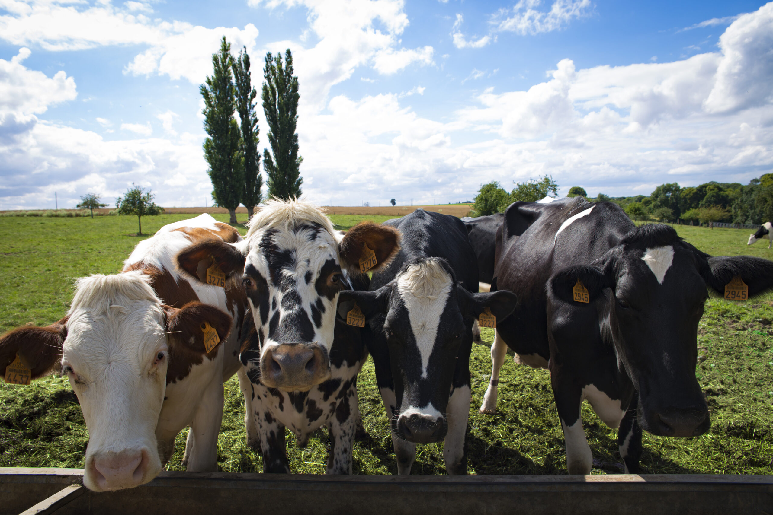 4 vaches alignées en gros plan, barrière, pré. Ferme des Peupliers