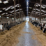 Stabulation, vaches a l'étable, batiment