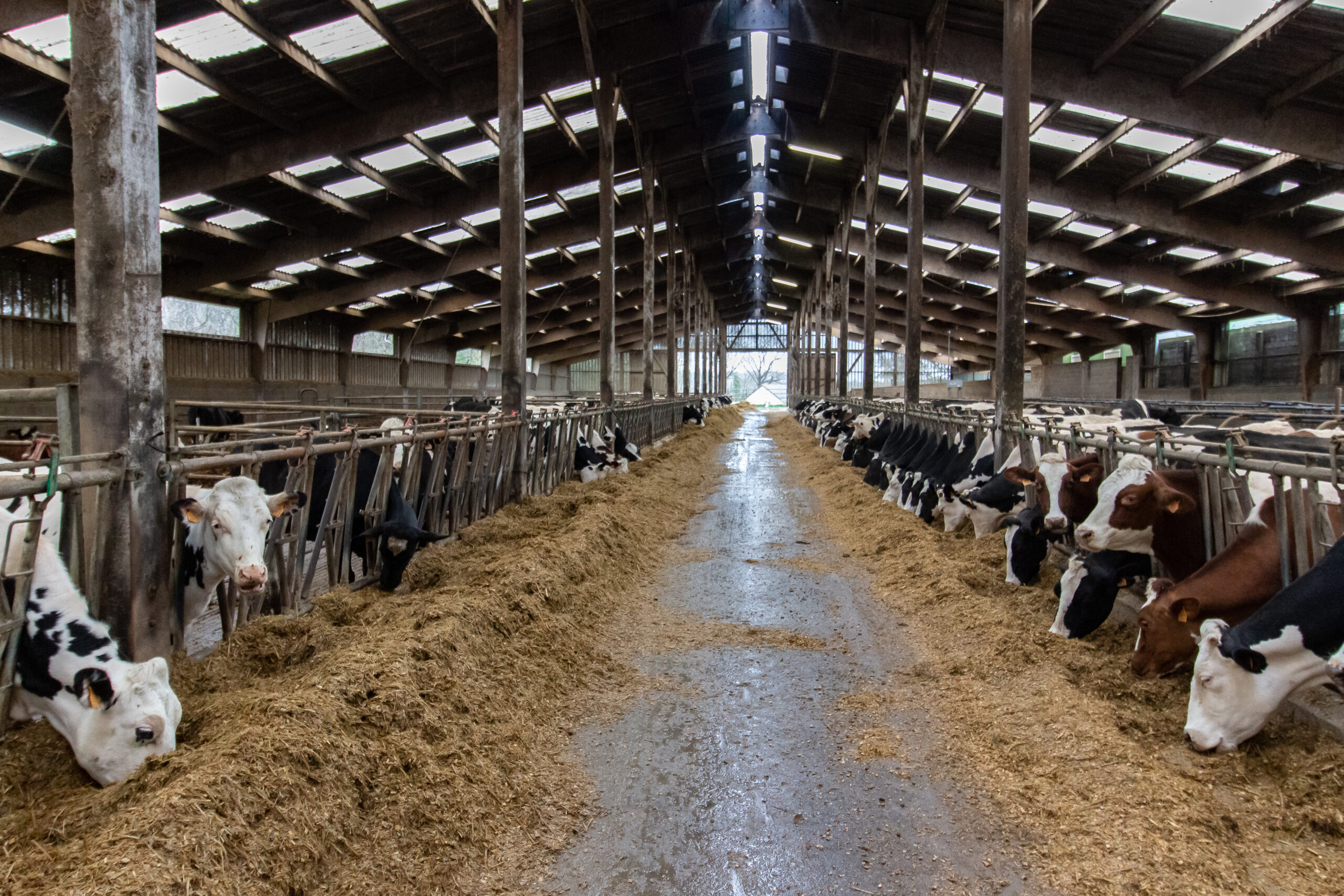 Stabulation, vaches a l'étable, batiment