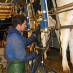 Jeune homme à la traite des vaches, salle de traite, boitier de controle