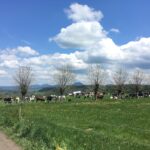 Troupeau de vaches au pré, herbe, pature, nuages, ciel, arbres