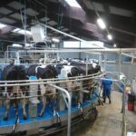 Salle de traite rotative, vaches, matériel, éleveu