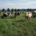 vaches au pré, pature, herbe et ciel