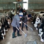 enfants dans la stabulation qui balayent, balais, vaches Prim'Holstein