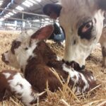 Veau et vache normande dans la paille, stabulation