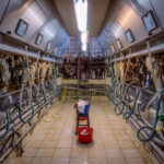Salle de traite, vaches, bassine, tabouret