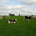 Vaches Prim'Holstein au pré, herbe, nuages