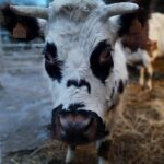 vache en gros plan à la ferme