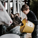 enfant ferme seau vaches jersiaise, farine stabulation nourriture pédagogique