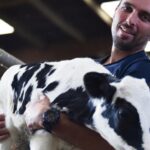 Homme Eleveur et veau dans les bras, stabulation