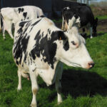 Vache bleue du Nord, pré