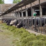 stabulation, herbe, foin, alimentation, cornalis