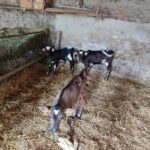 veaux stabulation enclos