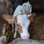 veau, enclos, gros plan