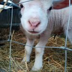 Agneau, paille, box, grillage