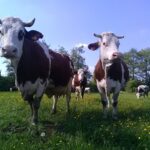 Vaches montbéliardes, gros plan, pré, paturage, cornes