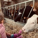 vaches, stabulation, enfant, paille, visite pédagogique