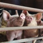 cochon, stabulation, barrière, groin