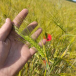 Blé, épi, main, champ, coquelicot