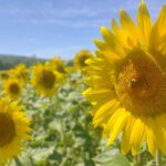Tournesol, abeille, champ, fleur