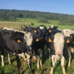 Vaches, pré, prim holstein, vosgienne, herbe
