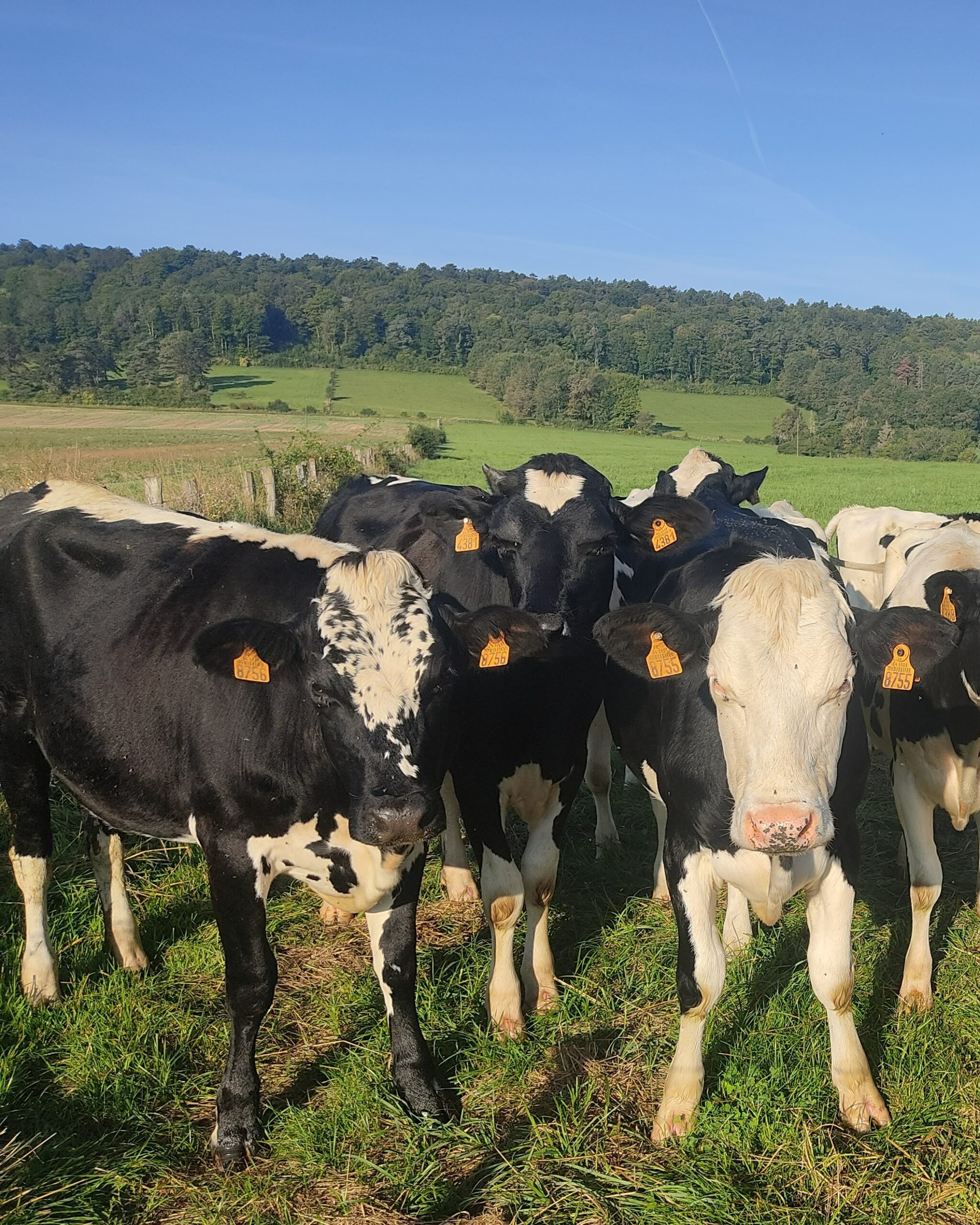 Vaches, pré, prim holstein, vosgienne, herbe
