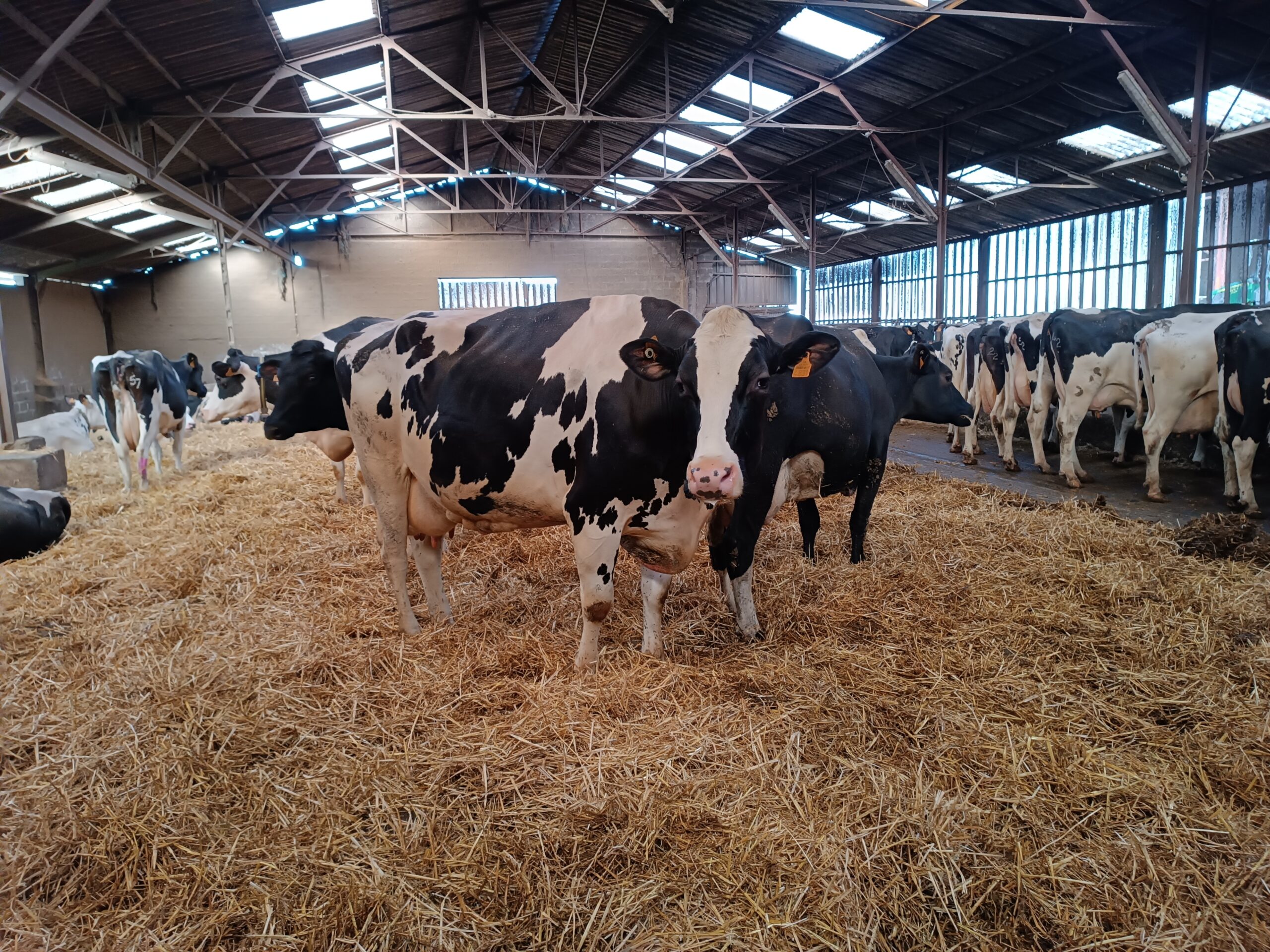 vaches Prim'Holstein, troupeau, stabulation, paille, étable, bâtiment