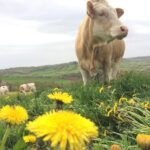 vache, pré, herbe, pissenlit, pâturage