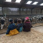 Enfants sur paille, stabulation , étable, vaches Prim Holstein, visite, ferme pédagogique