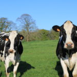Vaches Prim Holstein au pré, pature, herbe, champs