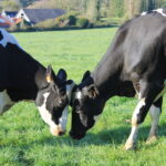 Deux Vaches Prim Holstein au pré, bataille, tête contre tête, pature, herbe, champs